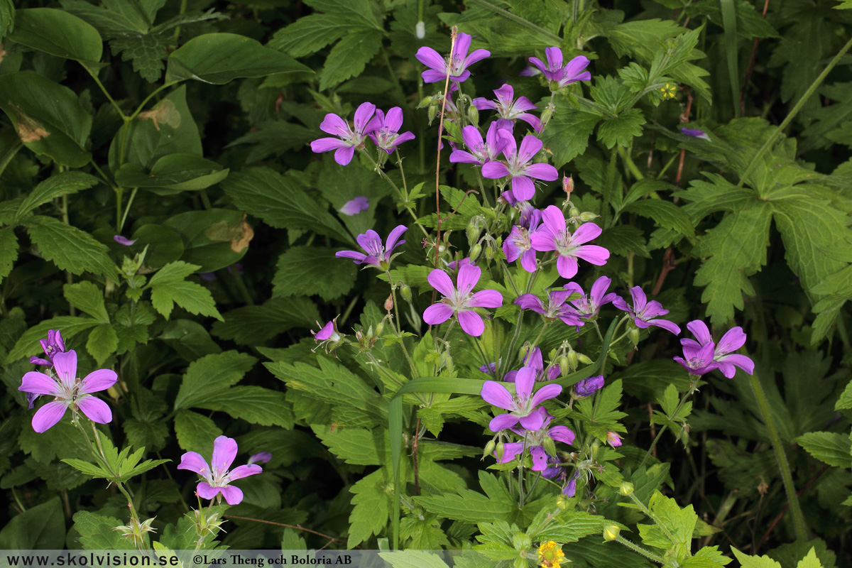 Midsommarblomster, Geranium sylvaticum